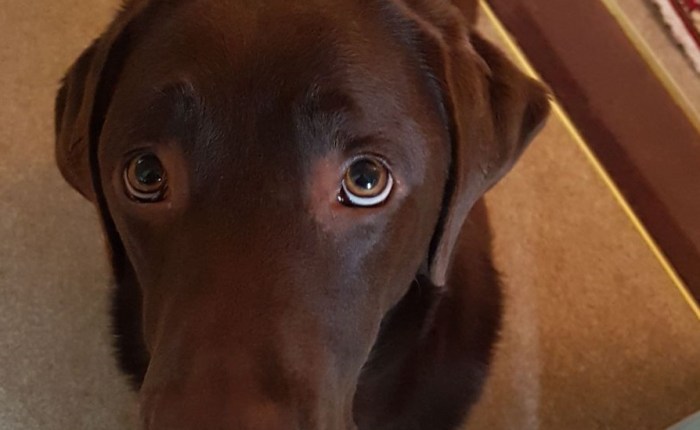 My Dog Is A&nbsp;Doofus